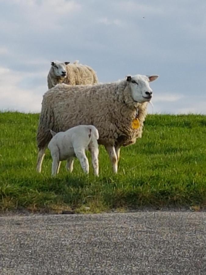 Ee"Het Steechje" In Ie Bij Schiermonnikoog En Amelandアパートメント エクステリア 写真